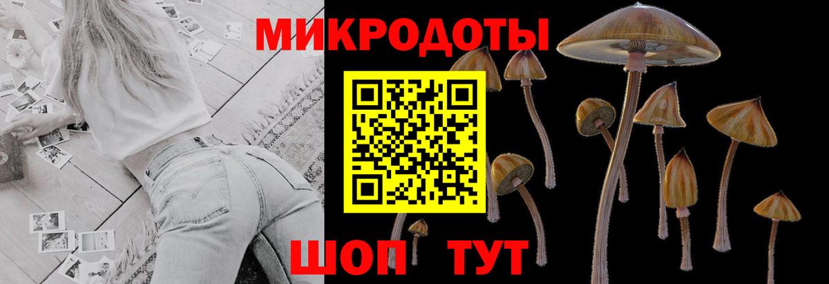 Галлюциногенные грибы Psilocybine cubensis Гусиноозёрск
